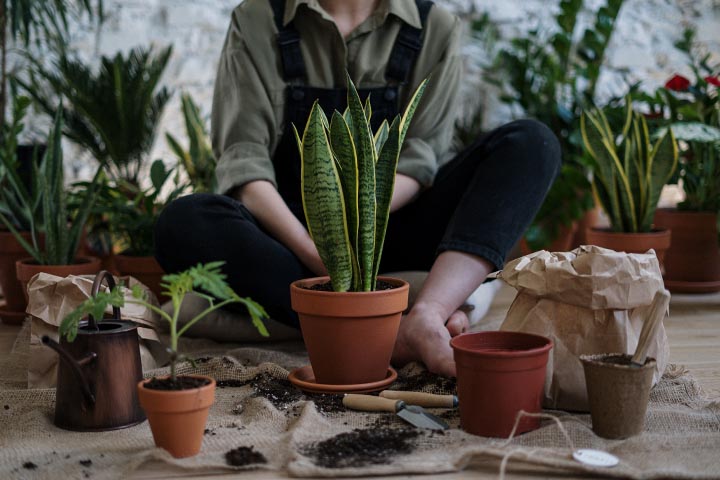 plant placement in garden
